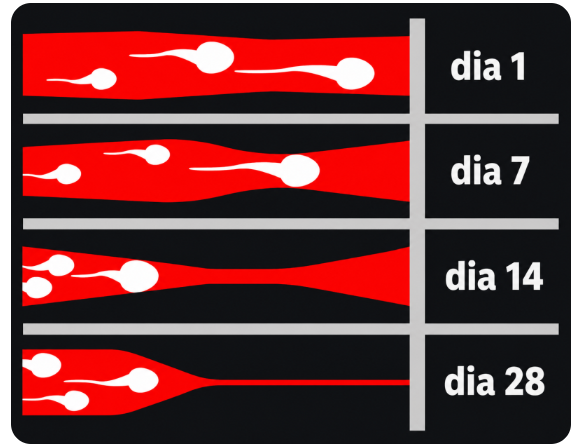Músculos do assoalho pélvico